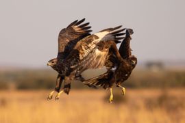 Buizerd en kiekendief op de Spaanse steppe