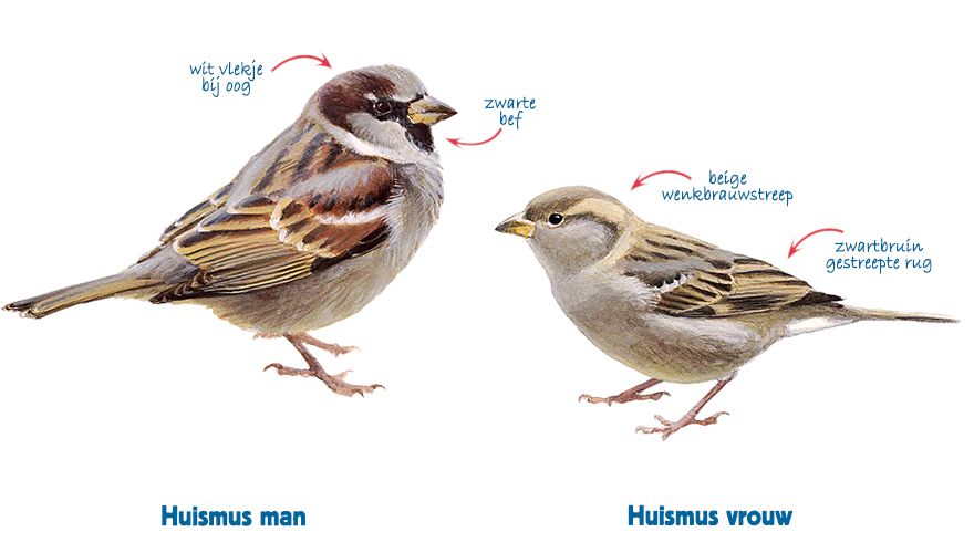 Infographic huismus vrouw - huismus man