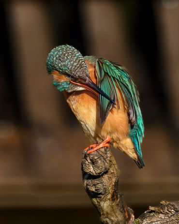 IJsvogel2 - Peter Fonhof - Vogelfotogalerij