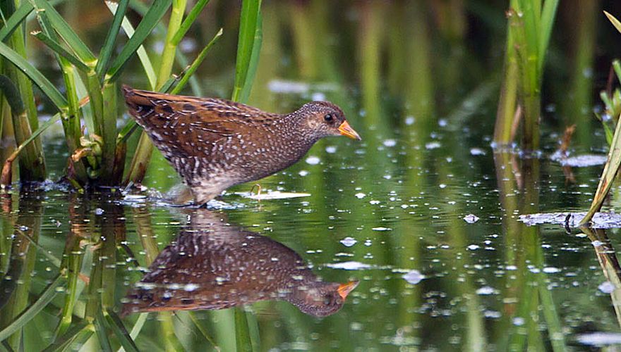 Porseleinhoen / Birdphoto