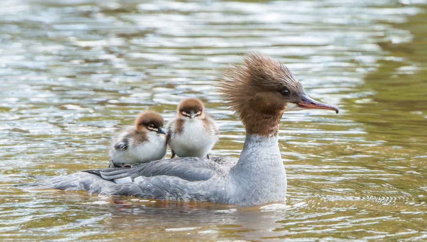 Grote zaagbek / Shutterstock