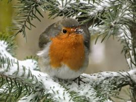 Roodborstje poseert in de besneeuwde kerstboom