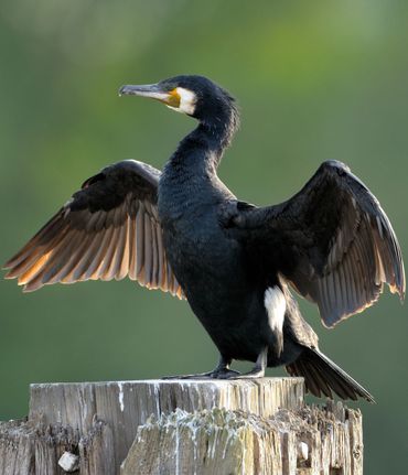 Aalscholver / Shutterstock