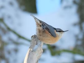 Boomklever in de winter