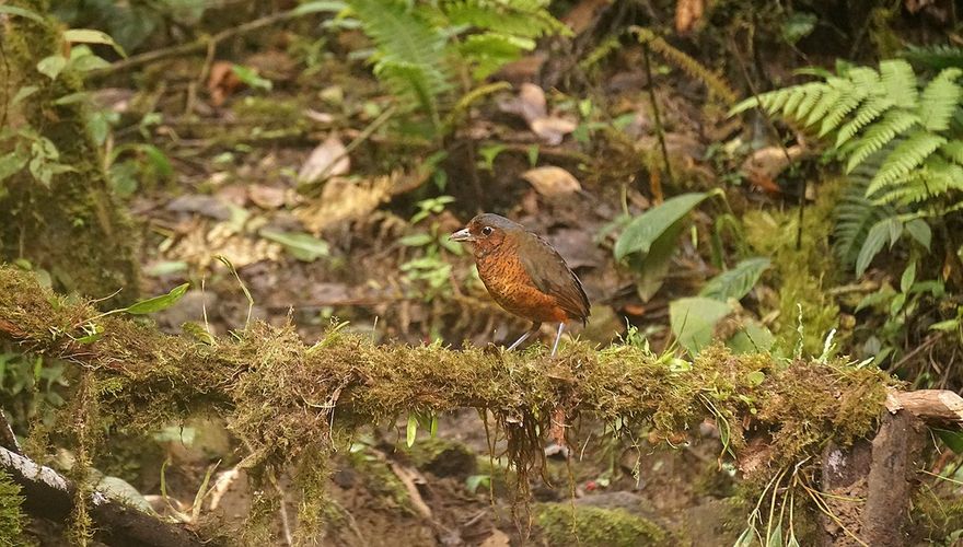 Reuzenmierpitta / Koen de Geus