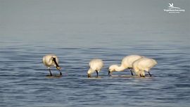 Videostill VogelBescherming IJsselmeer - lepelaar