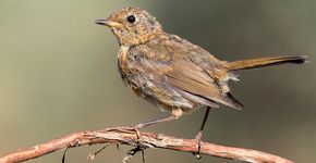 Roodborst in de rui / Shutterstock