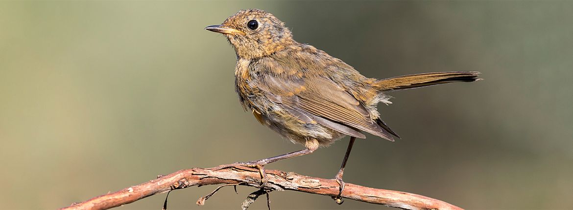 Roodborst in de rui / Shutterstock