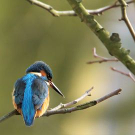 IJsvogel in de avondszon