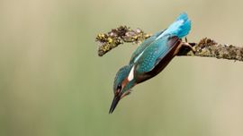 Jonge duikende ijsvogel