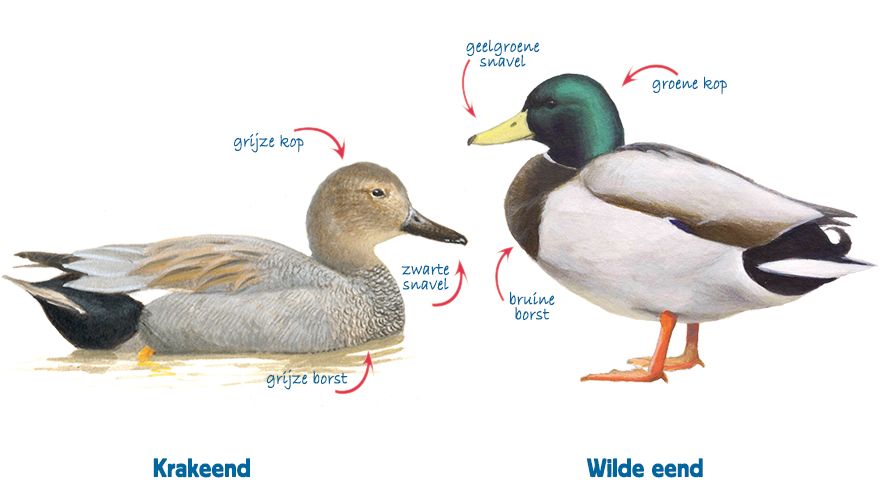 Infographic krakeend - wilde eend