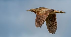 Roerdomp / Marcel Telman, Vogelfotogalerij