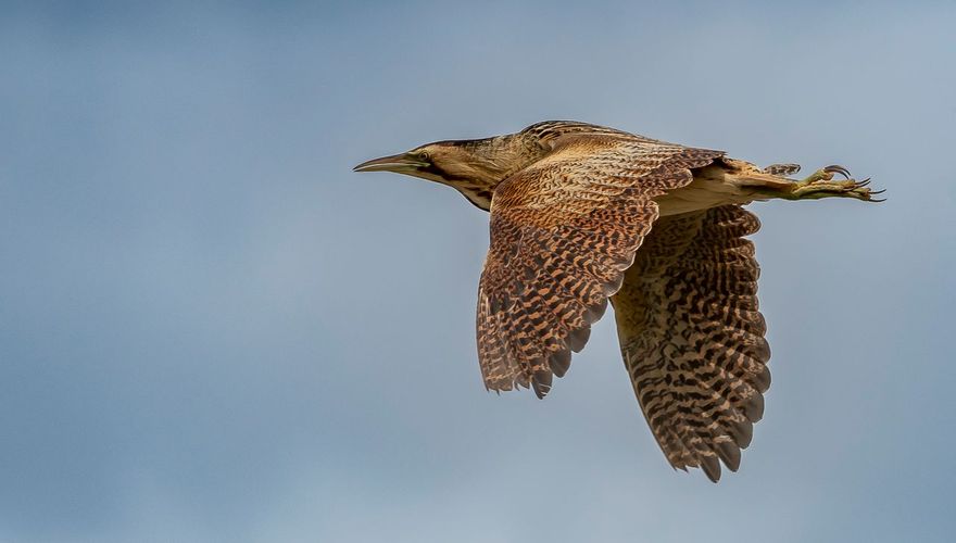 Roerdomp / Marcel Telman, Vogelfotogalerij