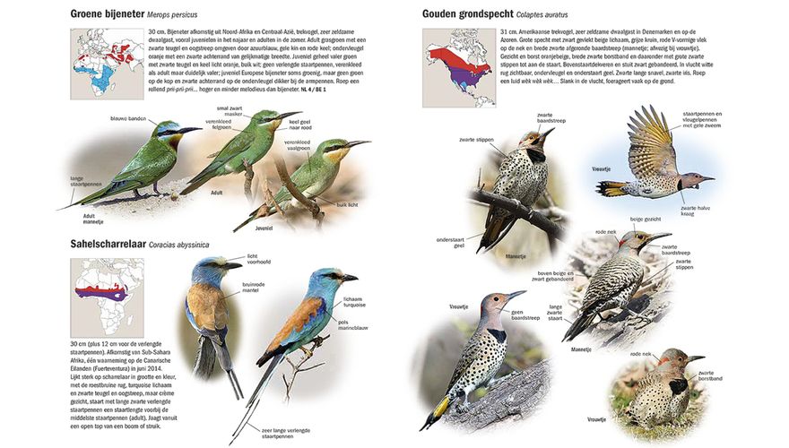 Spread boek Zeldzame Vogels van Europa