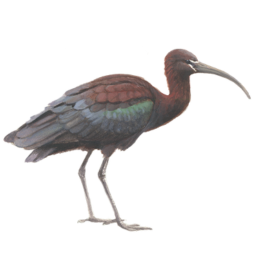 Zwarte ibis / Elwin van der Kolk