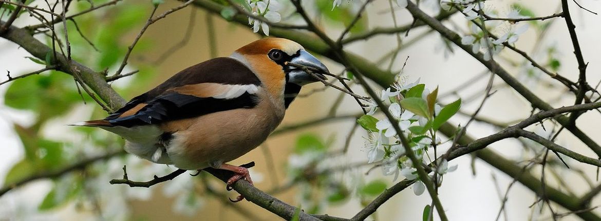 Appelvink / Jelle de Jong