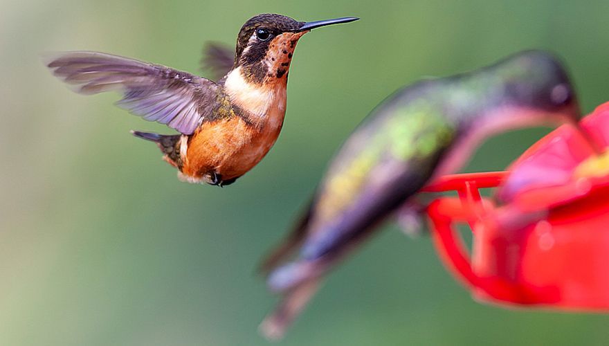 Purple throated Woodstar / Marc Guyt, AGAMI