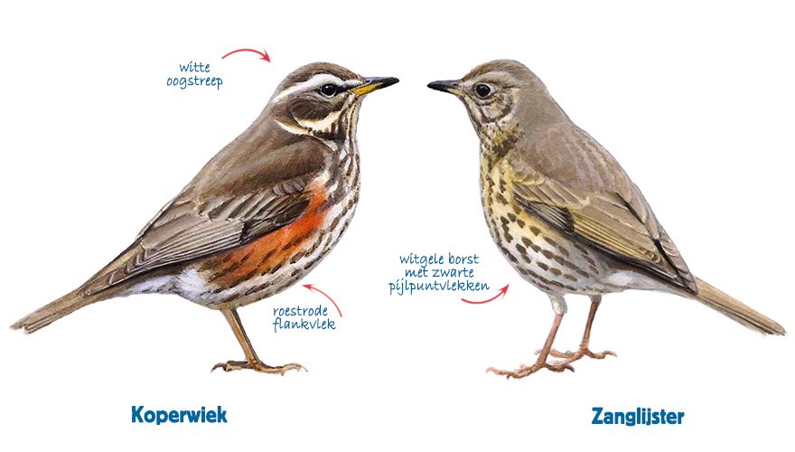 infographic koperwiek - zanglijster