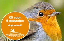 Actielid homepage beleef de lente