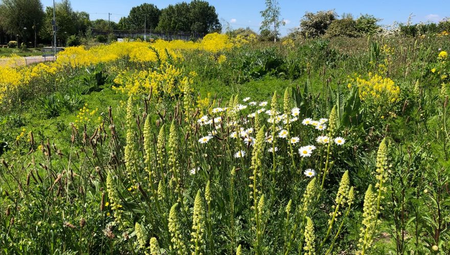 Bloemrijke bermen Gemeente Woerden