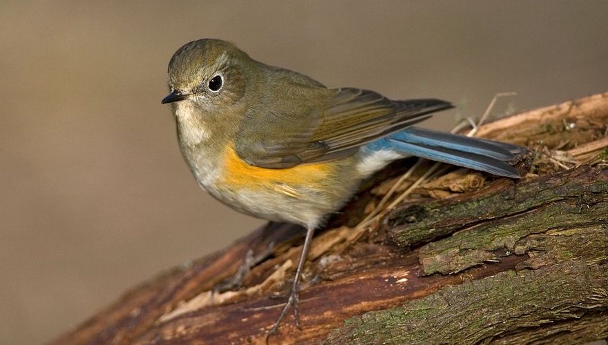 Blauwstaart / Marc Guyt, AGAMI