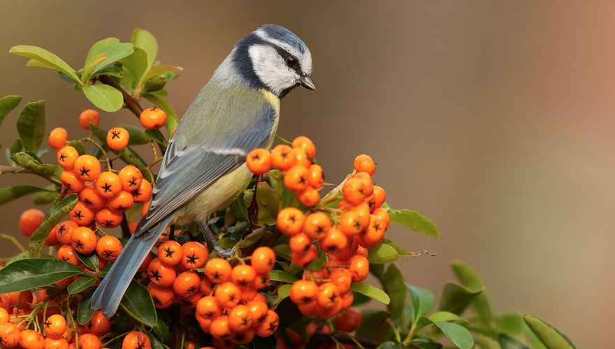 Pimpelmees vuurdoorn / Anke Oudejans - Fotogalerij