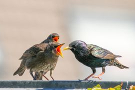 Spreeuw voert jongen