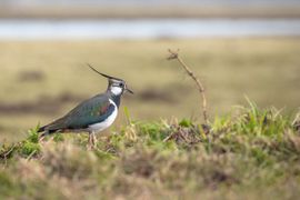 voorjaar in de polder