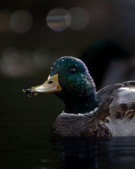 Een portret van de wilde eend
