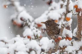 Merel in de sneeuw