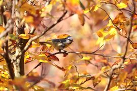 Pimpelmees tussen de herfstbladeren