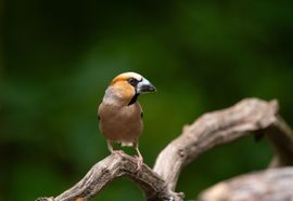 Appelvink