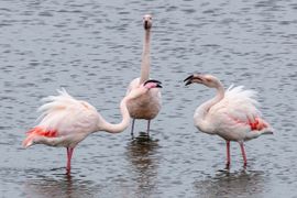 Europees kampioenschap snavelvechten voor Flamingo's