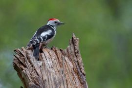 Middelste bonte specht