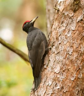 Zwarte Specht