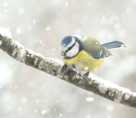 pimpelmees in een sneeuwbui
