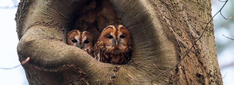 Uilenspecial – Speur mee naar 4 soorten uilen op één dag!