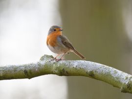 Roodborstje in het bos