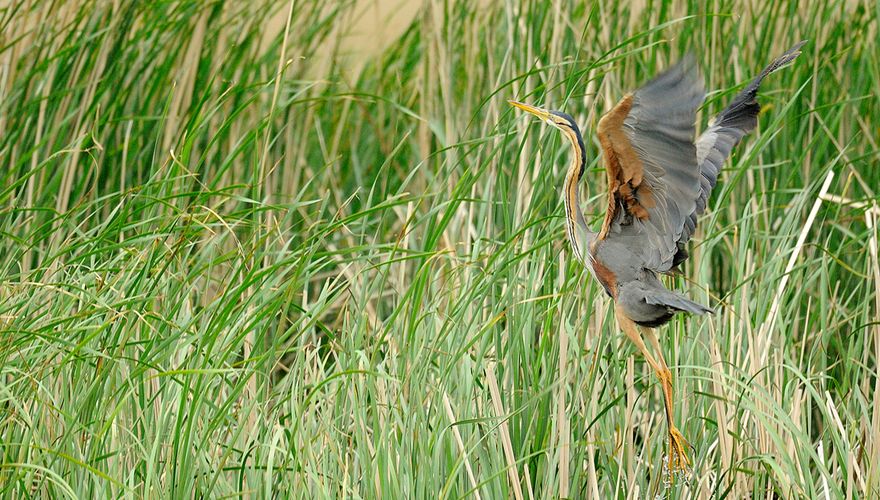 Purperreiger / Jelle de Jong