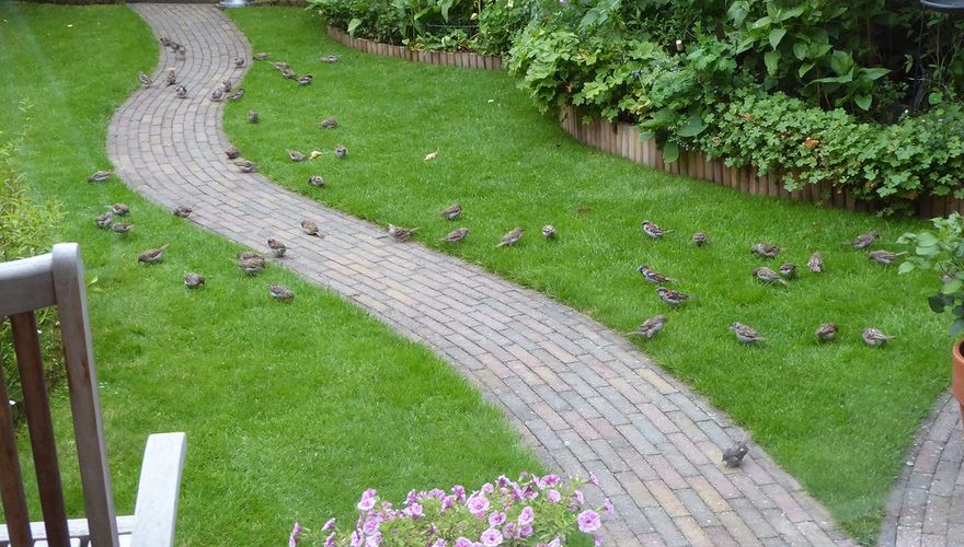 Huismussen in tuin / Roos van Dijk - Fotogalerij