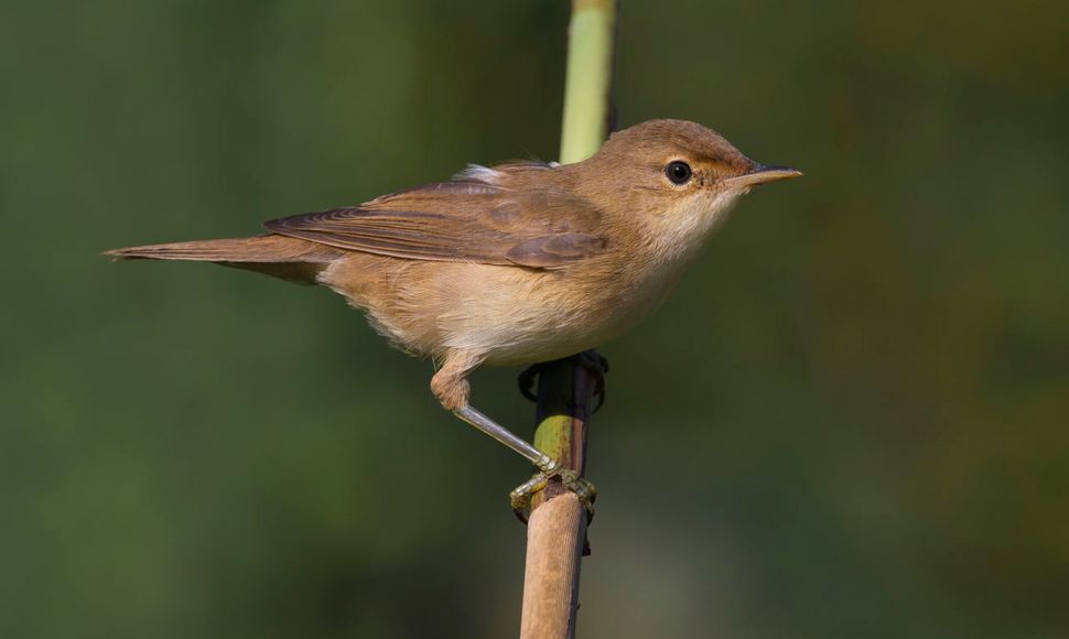 Kleine | Vogelbescherming