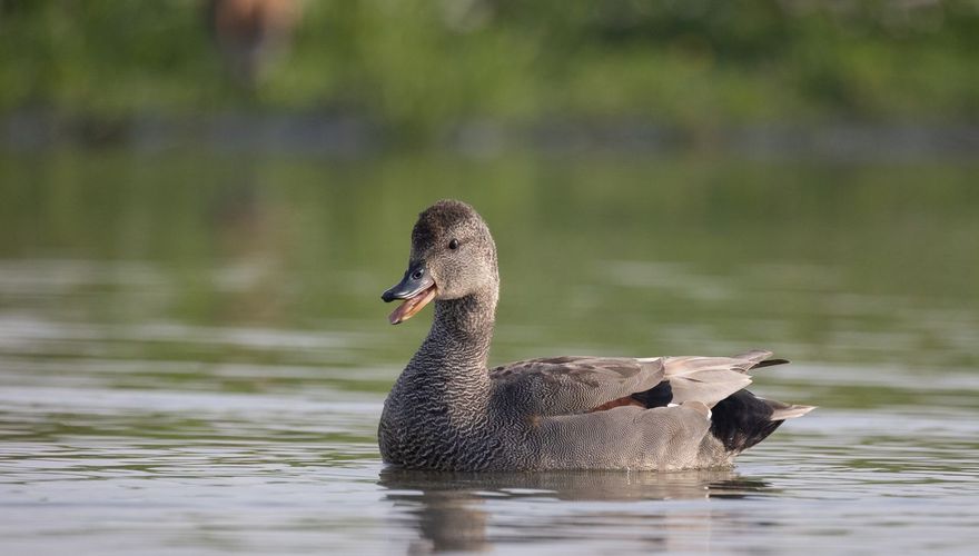Krakeend / Jan Onstenk