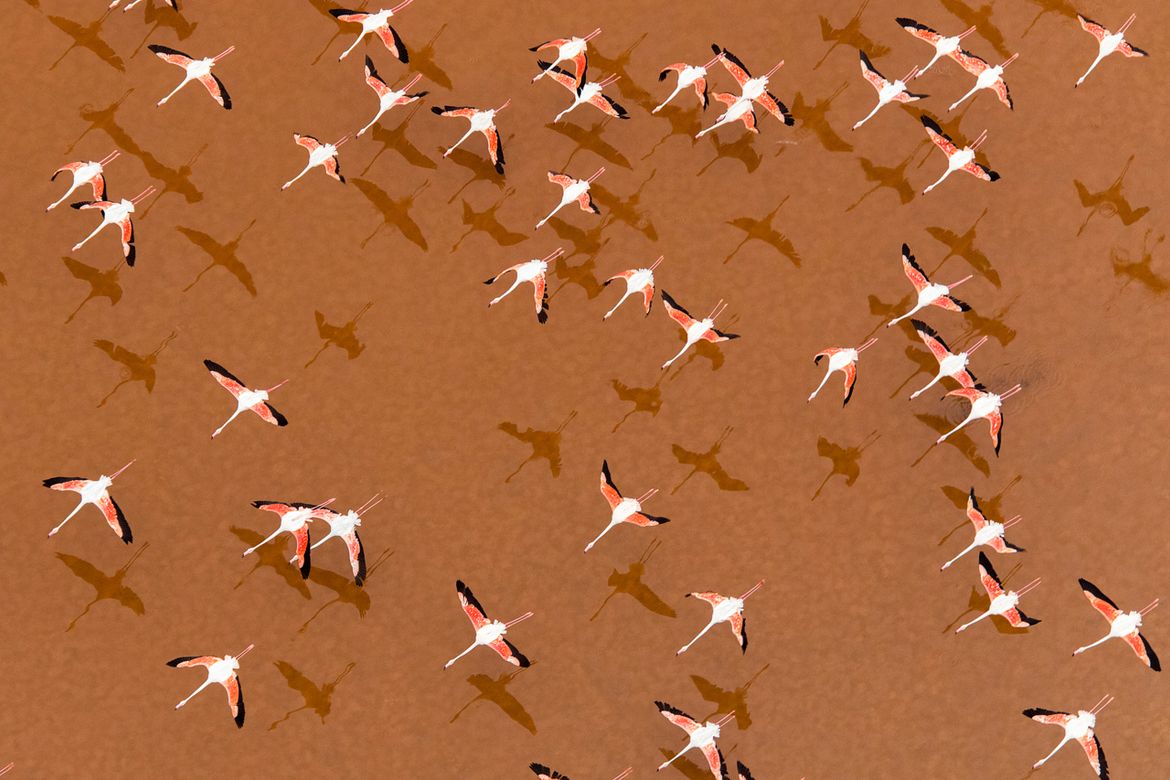 Europese flamingo / Oscar Diez - Agami