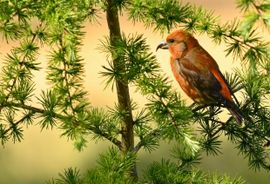 Kruisbek man in de Larix