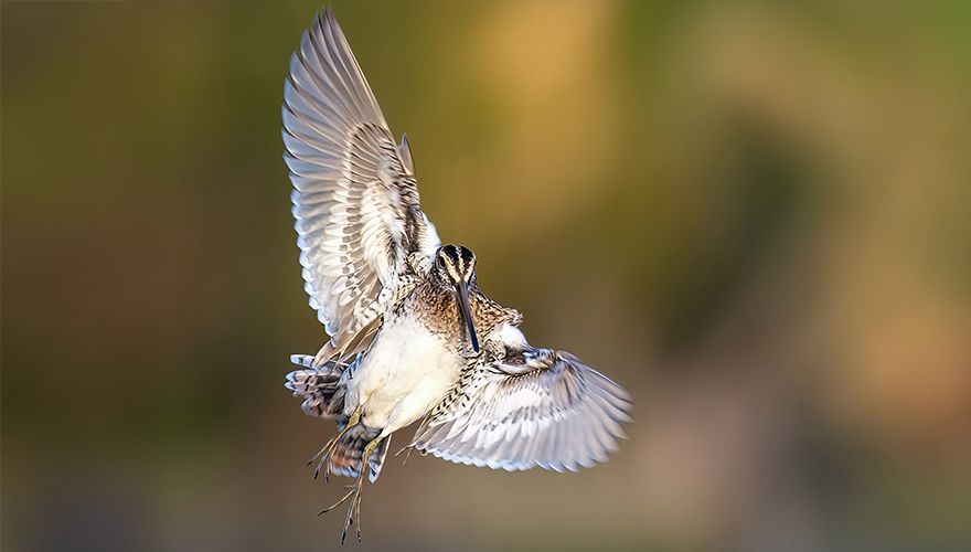 Watersnip / Shutterstock