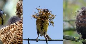 Koolmees en merel met nestmateriaal / Willie Joosten - Paul Voogsgerd - Alphons Borst Koolmees en merel met nestmateriaal / Willie Joosten - Paul Voogsgerd - Alphons Borst