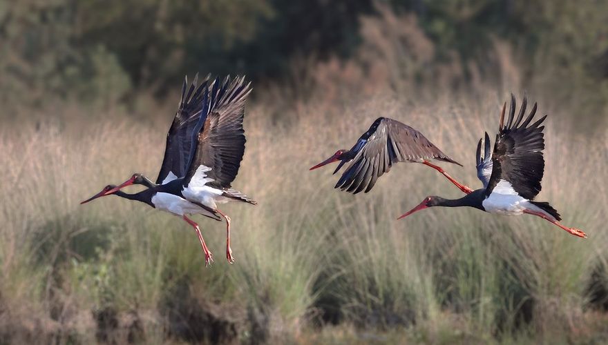 Zwarte ooievaar / Ruwan Aluvihare