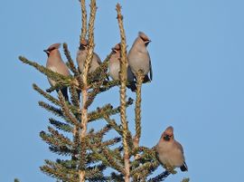 kerstboom