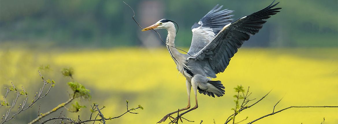 Blauwe reiger / Shutterstock