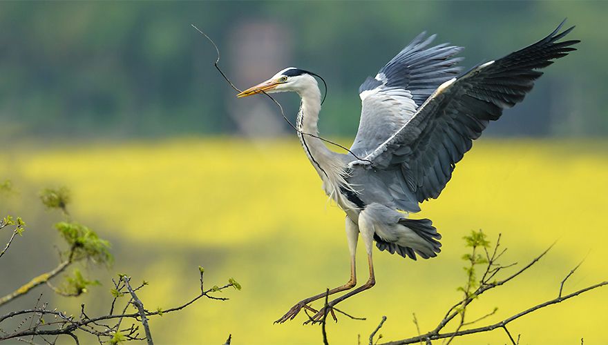 Blauwe reiger / Shutterstock